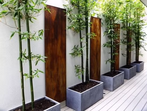 Gia chủ có thể trồng tre trước cửa nhà, xung quanh hàng rào hoặc trong vườn. Ảnh: TretrucNamBo