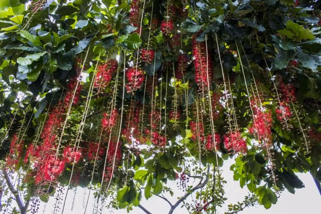 Vì vậy, trồng cây lộc vừng trong khuôn viên nhà, đặc biệt khi cây nở hoa đỏ rực sẽ mang nhiều tài lộc cho gia chủ. Ảnh: Internet
