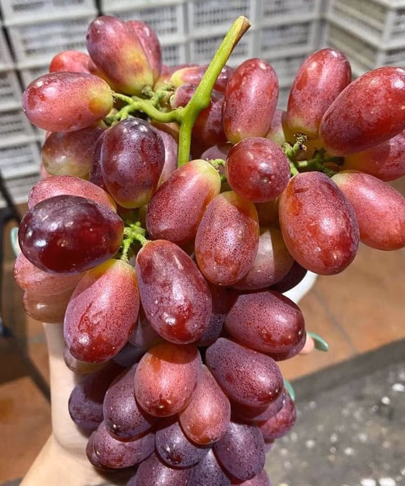 Nho ruby được ưa chuộng vì mỗi chùm rất dày, quả tươi, ăn giòn, rất ngọt và không có hạt. Ảnh: Vietnamnet