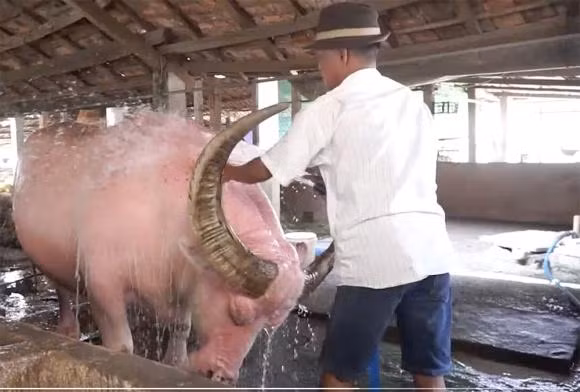 Mỗi ngày, con trâu màu hồng có thể kéo ngoài ruộng xa hơn 1 tấn cỏ để cung cấp thức ăn chính cho khoảng 200 con bò sữa tại địa phương. Ảnh: Saostar