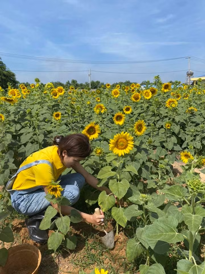 Khu vườn rộng thênh thang này được vợ chồng Oanh Yến trồng 5.000 cây hướng dương và chăm sóc trong vài tháng qua.