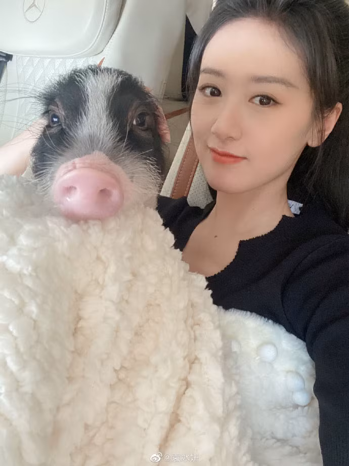 Ngày 17/8, nữ diễn viên sinh năm 1992 cùng thú cưng là chú lợn Thẩm Ngạo Ngạo tới một nhà hàng để dùng bữa. Một lúc sau Thẩm Ngạo Ngạo biến mất và người đẹp họ Viên phải huy động tới 10 trợ lý đi tìm thú cưng.