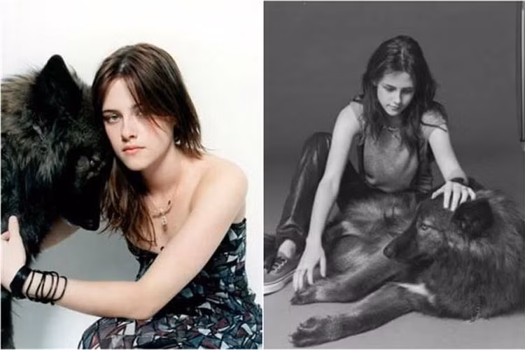Nữ diễn viên Kristen Stewart nuôi một chú chó sói làm cảnh và đặt tên là Jack. (Ảnh: modernclassics)
