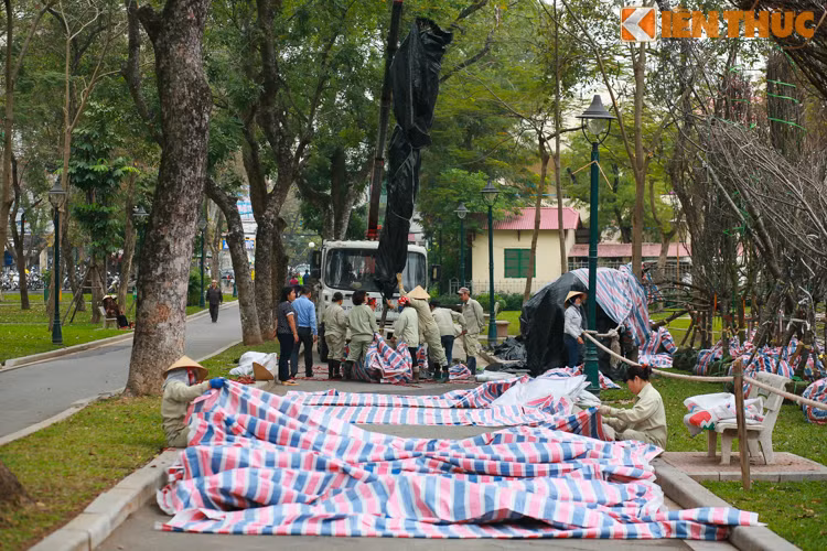 Những cây anh đào được nuôi dưỡng và kiểm tra theo quy trình của những chuyên viên người Nhật Bản do điều kiện khí hậu khác biệt. 