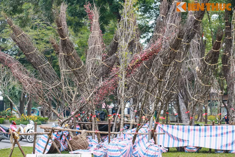 Một nhân viên môi trường đang làm nhiệm vụ chăm sóc cây anh đào cho biết: "Cây anh đào đã được chuyển về đây một đợt rồi, tính cả đợt chuyển về hôm nay thì ở đây có khoảng 150 cây tất cả".