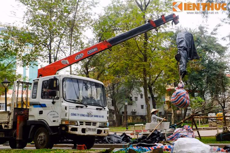 Xe cẩu đang cẩu một cây hoa đã được các nhân viên môi trường hoàn tất công tác chăm sóc.