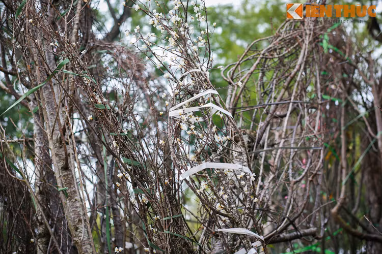 Ngoài 150 gốc anh đào, năm nay, lễ hội hoa anh đào còn trưng bày 7.000 cành hoa anh đào vận chuyển bằng đường hàng không về Hà Nội.