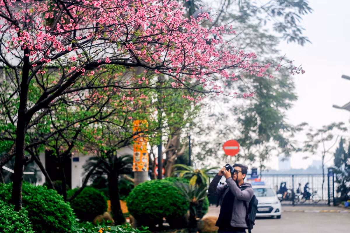 Khoảng 3 năm gần đây, mỗi dịp hoa anh đào ở 14 Thụy Khuê nở rộ, có khá nhiều bạn trẻ, các phó nháy đã đến địa điểm này để ngắm hoa, chụp lại những bức hình tuyệt đẹp.