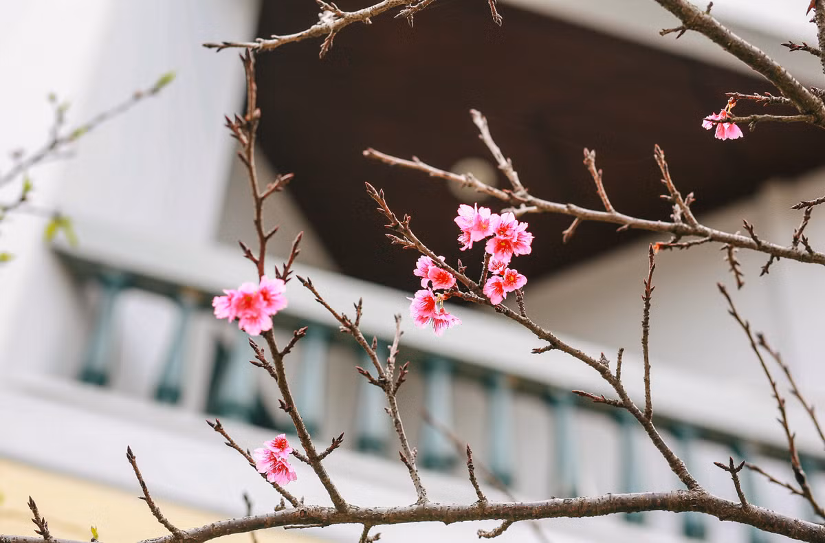 Địa điểm này cũng được bảo vệ khá kỹ càng, người ra vào phải xuất trình giấy tờ tùy thân với các nhân viên an ninh và đây cũng là một lưu ý rất quan trọng với những bạn trẻ có ý định đến ngắm hoa.
