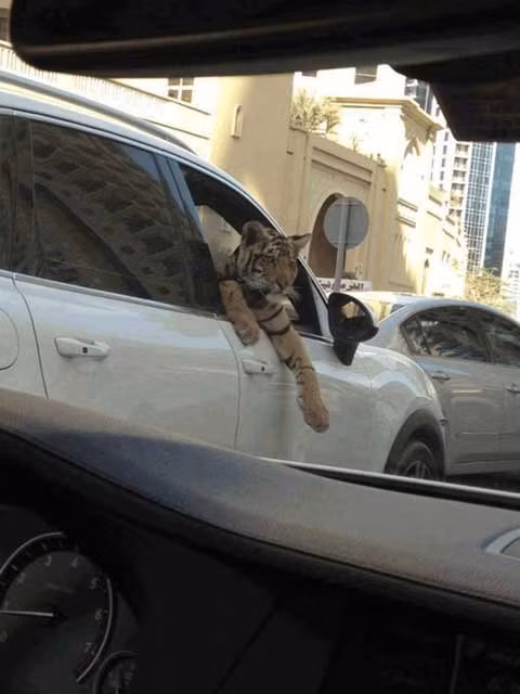 Hổ cũng vậy, bạn có thể gặp nhan nhản chúng trên đường ở Dubai mà chẳng cần phải vào vườn thú.