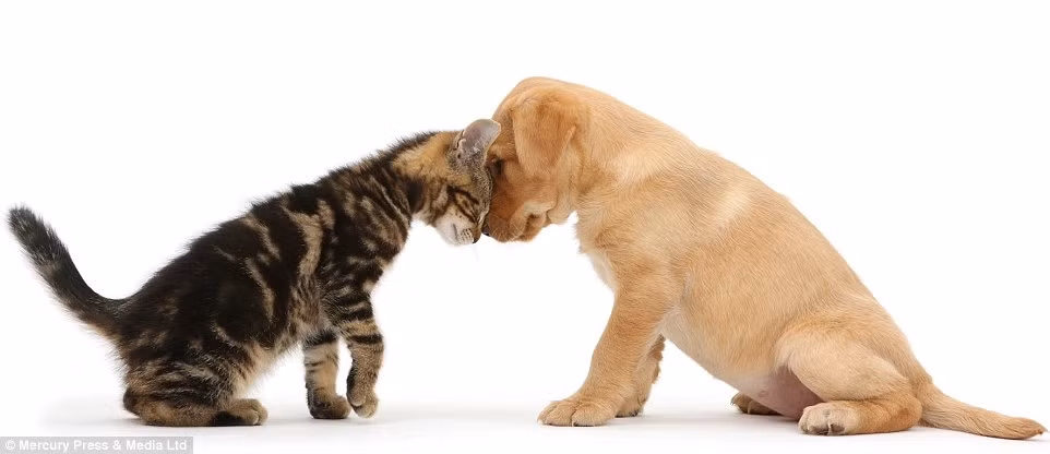Màn đọ đầu đáng yêu giữa mèo và chó.