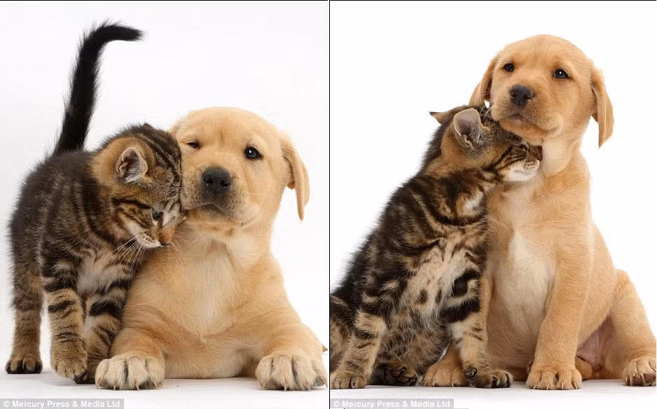 Mèo con tinh nghịch cọ đầu vào cằm cún yêu.