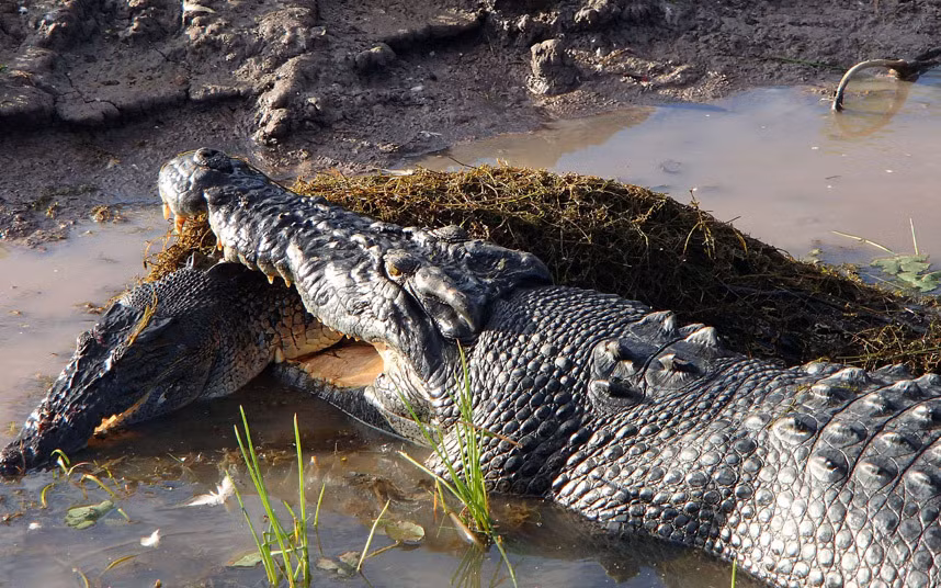 Một con cá sấu khổng lồ ăn thịt đồng loại của nó tại vùng Kakadu, Australia.
