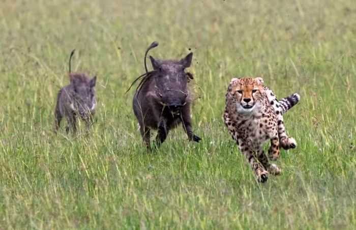 Hai con lợn lòi truy đuổi báo gấm chạy té khói trong vườn quốc gia Masai Mara, Kenya.