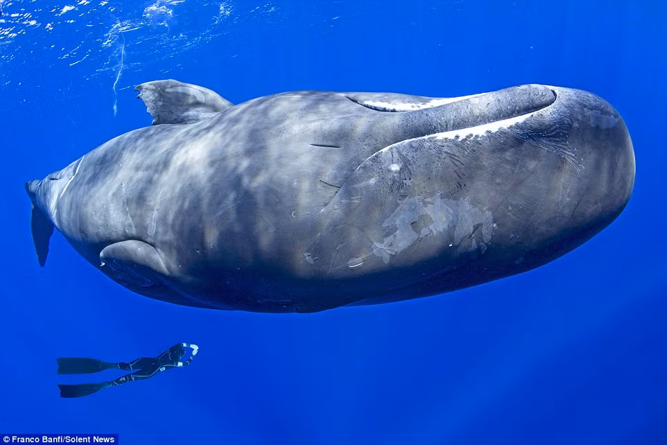 Nữ thợ lặn 49 tuổi bơi dưới một con cá nhà táng khổng lồ ở vùng biển Caribbean. Loài cá nhà táng có thể phát triển dài tối đa 18m.
