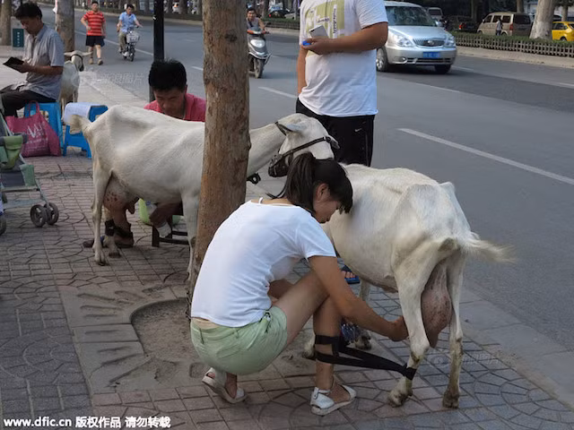 Cặp đôi trẻ này dắt bốn con dê ra đường phố ở Tây An, tỉnh Thiểm Tây (Trung Quốc) để vắt sữa tươi bán tại chỗ cho người đi đường.