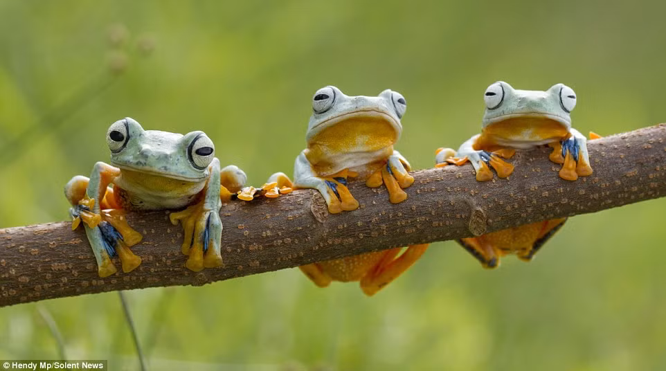 Ếch trổ tài đu xà trên cành cây.