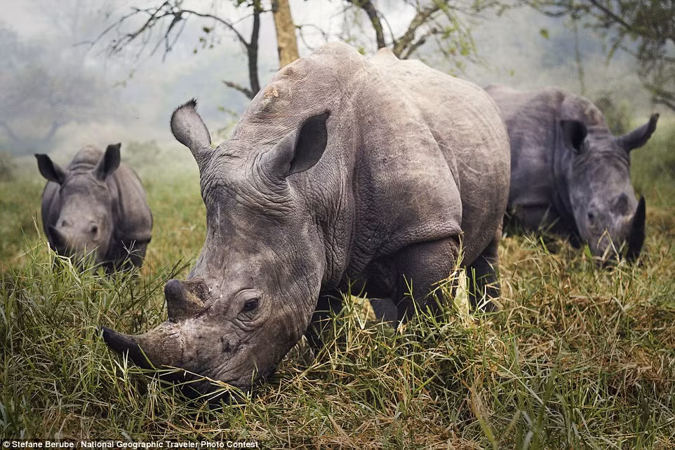 Đàn tê giác trắng nhởn nhơ gặm cỏ trong khu bảo tồn động vật hoang dã Ziwa, Uganda.