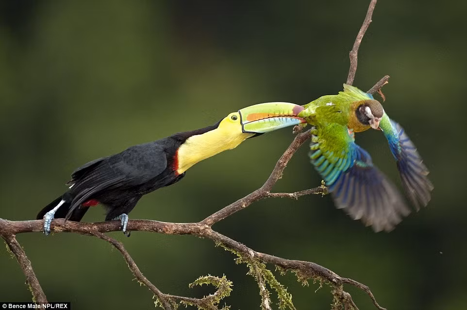  Chim tucăng cắn đuôi vẹt đầu nâu trên cành cây ở Laguna del Lagarto, Costa Rica. 