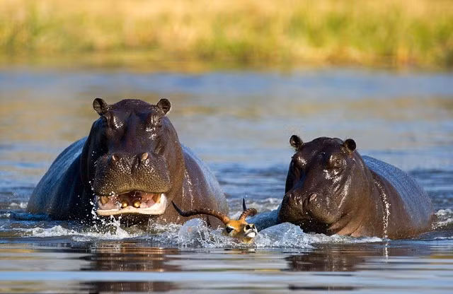 Hai con hà mã đói ăn truy đuổi linh dương dưới sông Khwai tại vùng đồng bằng Okavango, Botswana.