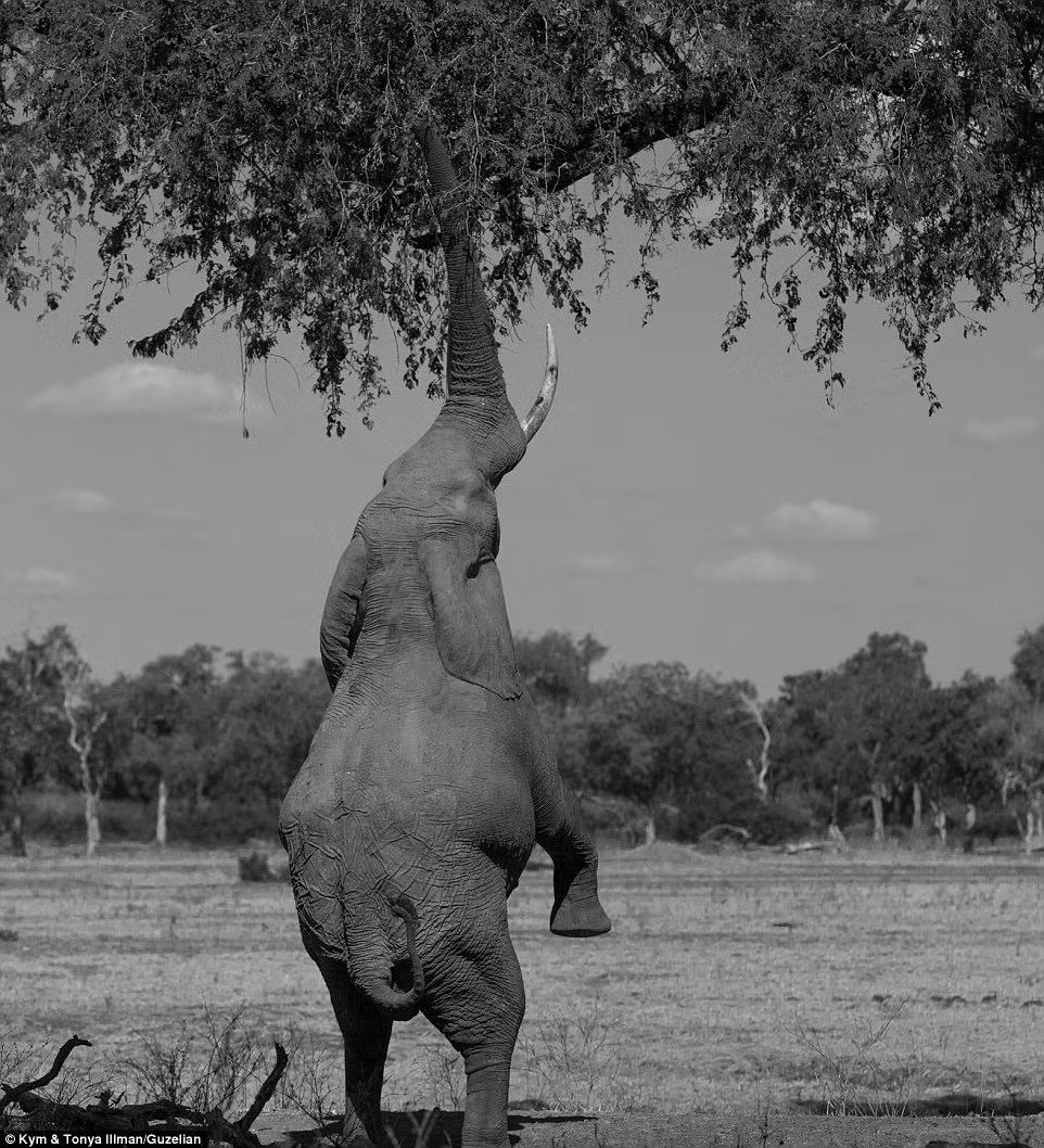 Voi ở Zimbabwe đứng bằng 2 chân sau và dùng vòi để hái lá cây.