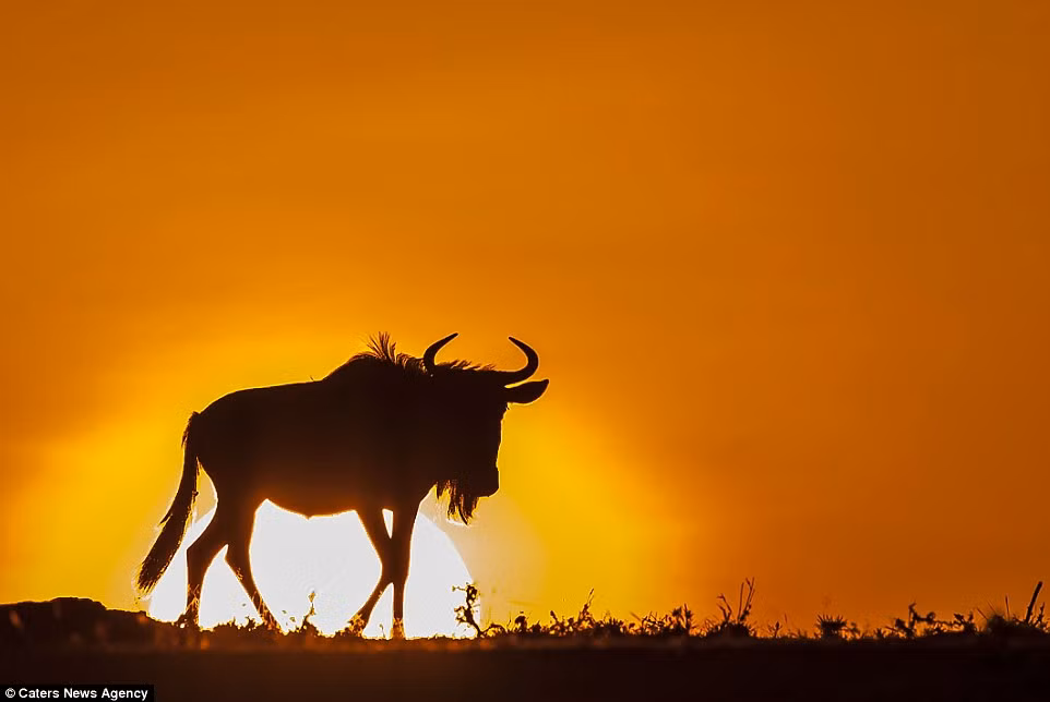 Linh dương đầu bò nghỉ ngơi sau một ngày kiếm ăn trong khu bảo tồn Mara Naboisho, Kenya.