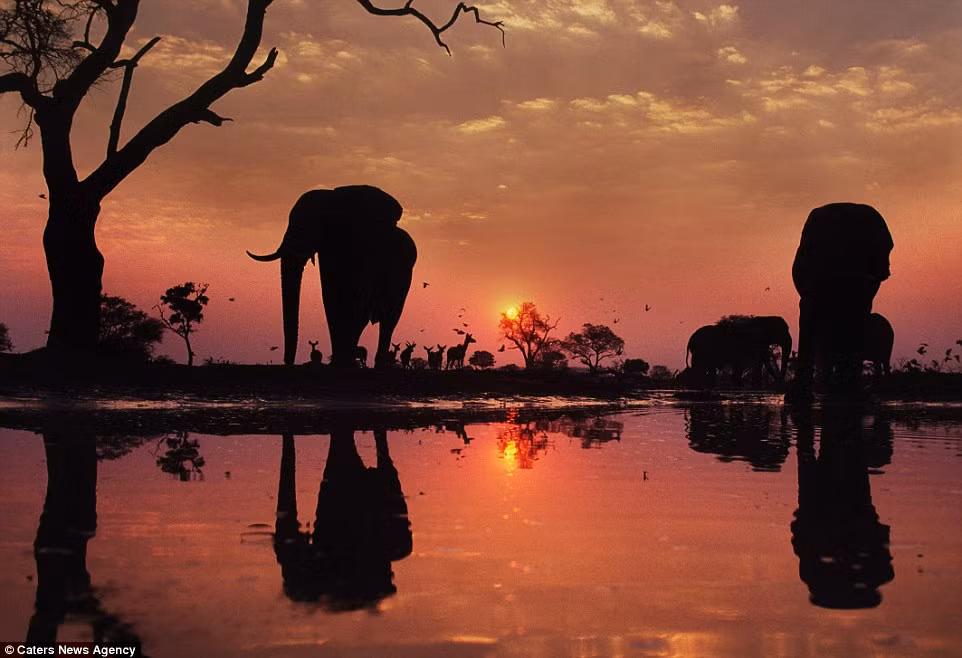 Đàn voi châu Phi uống ước dưới ánh hoàng hôn đỏ rực ở Botswana.