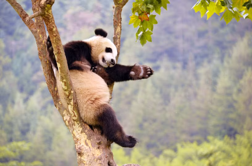 Gấu trúc ngủ ngon lành trên cây trong Trung tâm nghiên cứu gấu trúc ở tỉnh Tứ Xuyên, Trung Quốc.