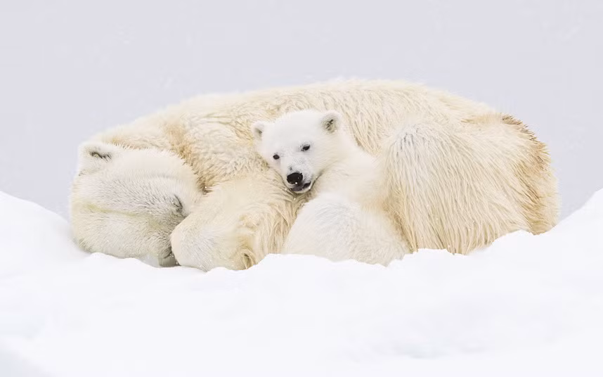 Gấu Bắc Cực con chơi đùa bên mẹ đang nằm ngủ ở Svalbard, Na Uy.