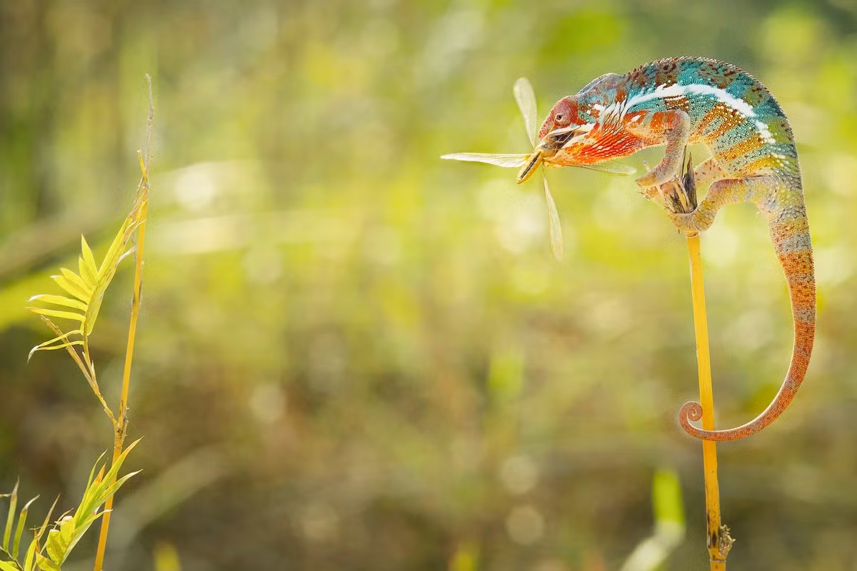 Có khoảng 180 loài tắc kè hoa khác nhau và một số loài có thể thay đổi màu sắc trên cơ thể hòa lẫn với môi trường xung quanh.