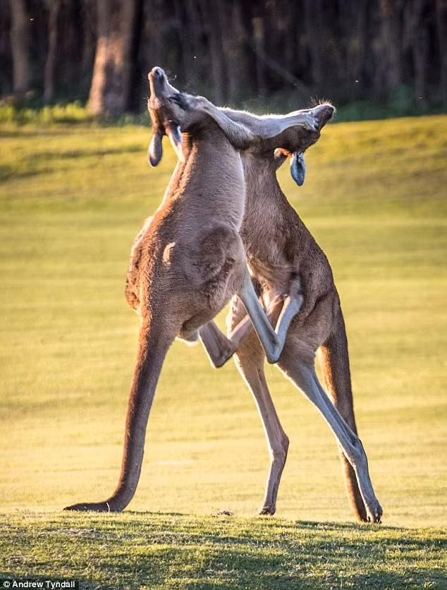 Cảnh tượng kangaroo quyết chiến như võ sĩ kick-boxing được nhiếp ảnh gia Tyndall ghi lại tại vùng ngoại ô ở Perth, Australia.