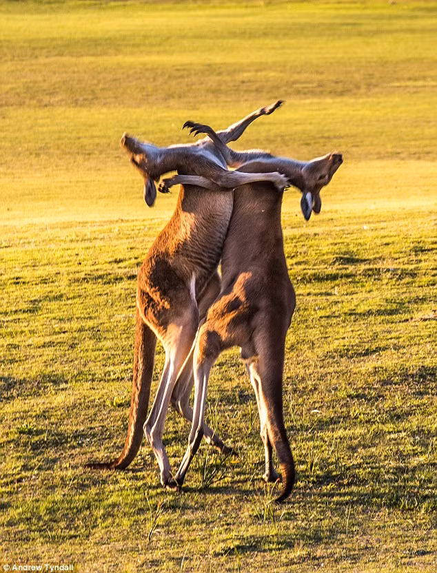 Đuôi của kangaroo đóng vai trò như chân thứ hai giúp chúng thăng bằng khi đánh nhau.