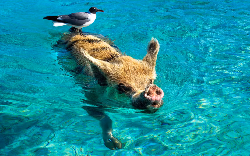 Chim mòng biển đậu trên lưng lợn đang bơi ngoài khơi đảo Big Major Cay, Bahamas.