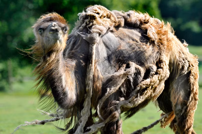 Lạc đà Bactrian với bộ lông xơ xác trong vườn thú Whipsnade, Anh.