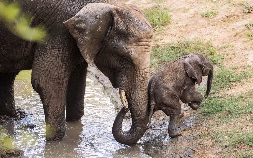 Con voi mẹ giúp con nhỏ ba ngày tuổi từ nước lên bờ trong công viên động vật hoang dã ở Nyiregyhaza, Hungary.