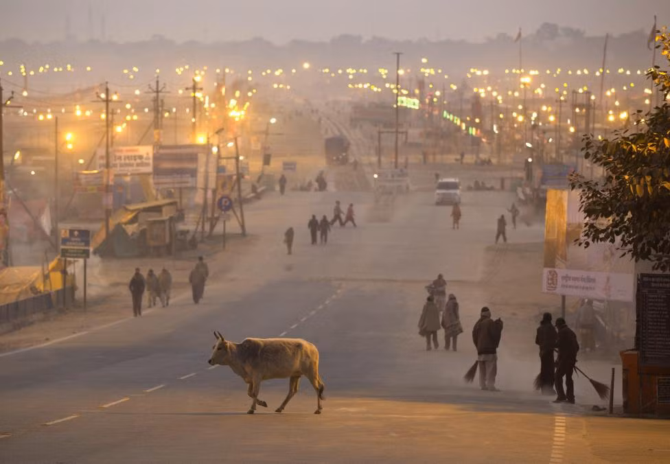 Một con bò qua đường để sang bờ sông Hằng tại thành phố Allahabad, Ấn Độ.