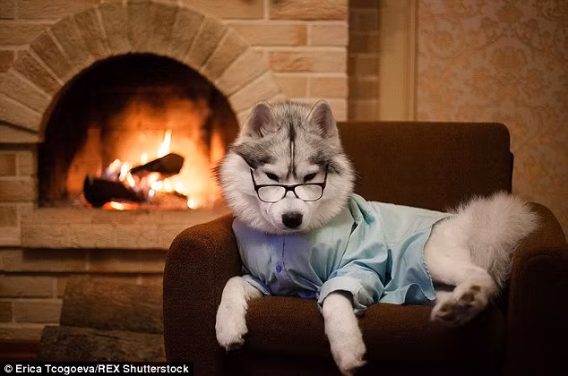 Hình ảnh cún cưng mặc quần áo như người vô cùng ngộ nghĩnh. Trong hình là chú chó Husky này đang nằm sưởi ấm cạnh lò sưởi.