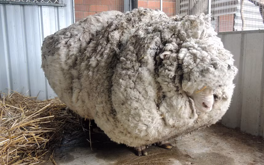 Chú cừu phải cõng bộ lông nặng tới 40 kg ở Canberra, Australia.