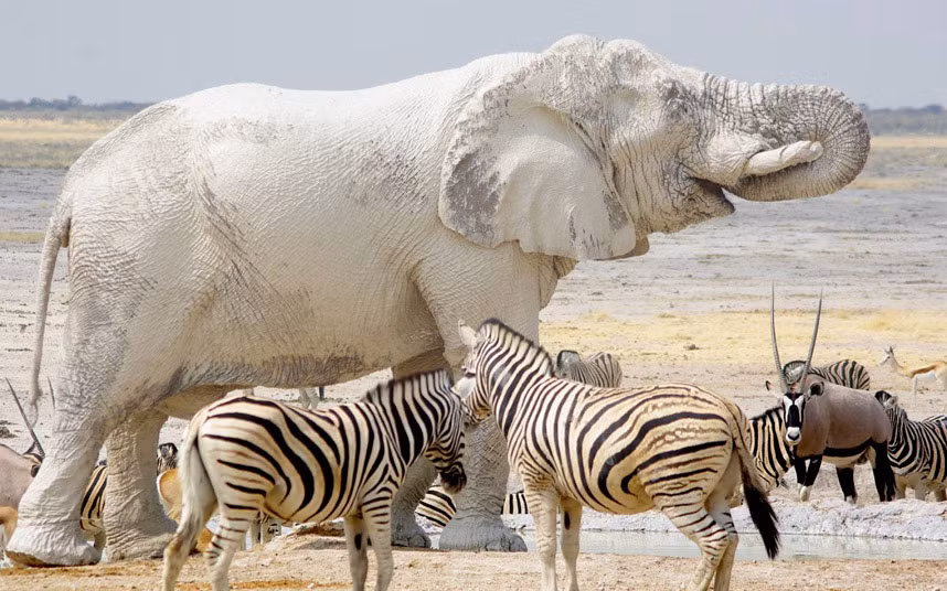 Voi phủ đầy bùn trắng trên cơ thể gần một hố nước trong vườn quốc gia Etosha, Namibia.