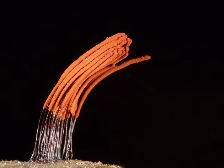 Nấm slime-mold-Stemonitis-axifera.