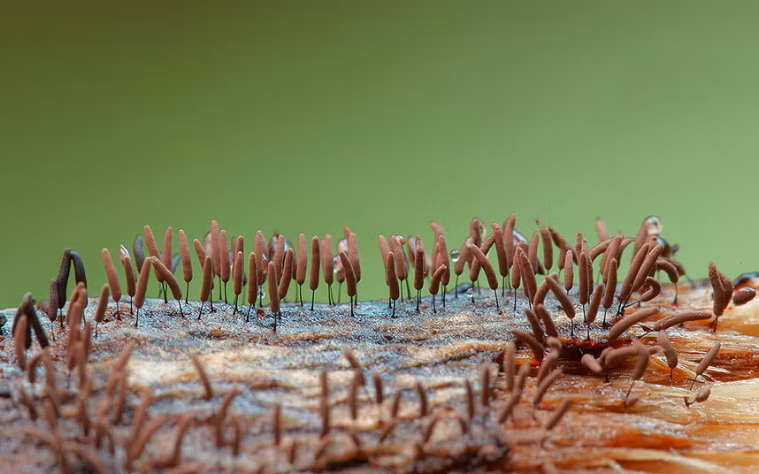 Steve Axford có niềm đam mê rất lớn đối với thế giới tự nhiên. Ảnh: Nấm Slime mold.