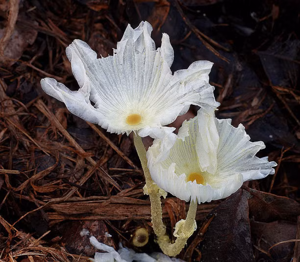 Loài nấm Leucocoprinus-aff có hình dạng giống như bông hoa.