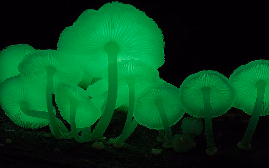Những loài nấm nhỏ như loài Mycena chlorophos này thường có tính độc.