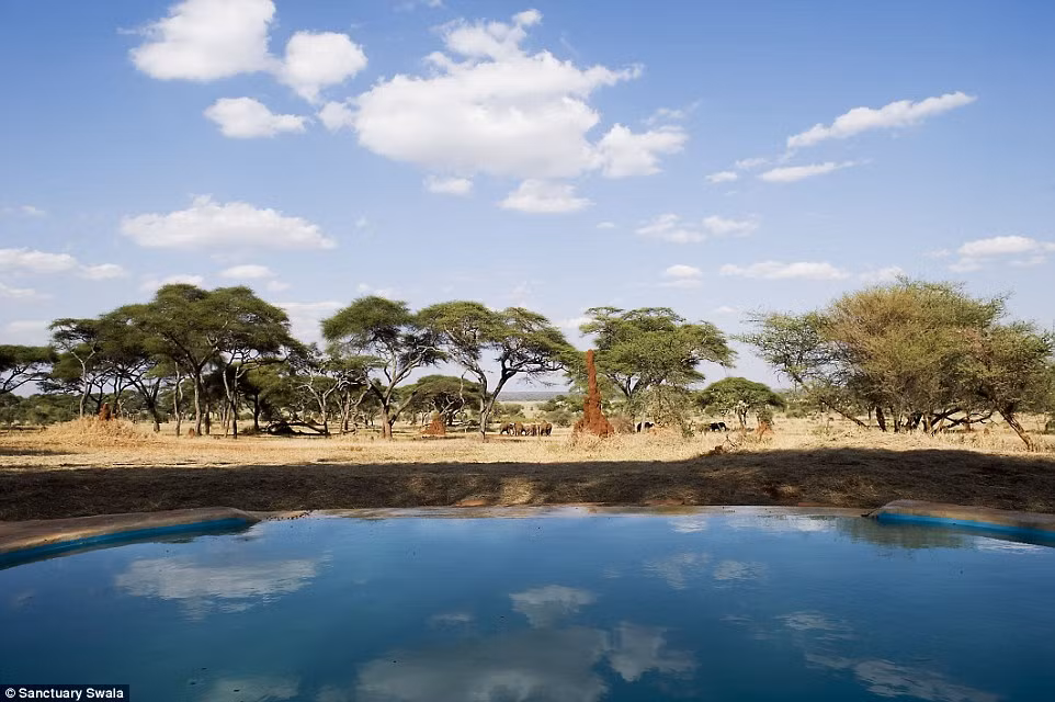 Bể bơi độc đáo nằm trong công viên động vật hoang dã Swala, Tangarire, Tanzania.