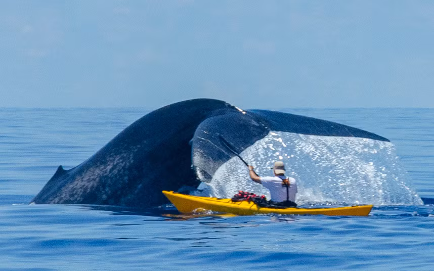 Người đàn ông chèo thuyền gần một con cá heo xanh khổng lồ ở ngoài khơi bờ biển Sri Lanka.