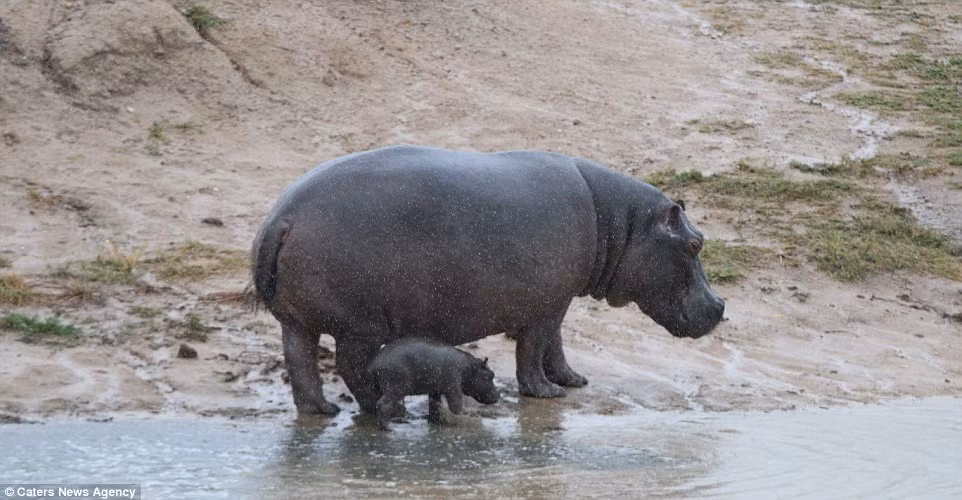 Trước đó, hà mã mẹ tỏ ra rất lo lắng khi giới thiệu đứa con mới hai ngày tuổi với các thành viên còn lại trong đàn của chúng. Lo lắng của hà mã mẹ đã trở thành hiện thực khi cả đàn lao vào tấn công hà mã con thay vì chào đón nó. Hà mã con chết thảm trong vòng vây đồng loại.
