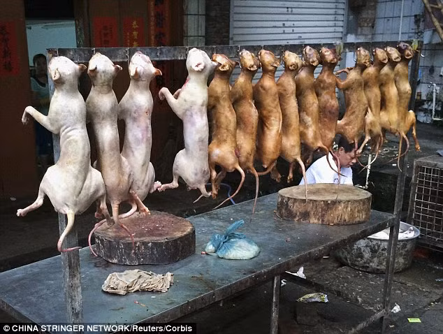 Cuộc điều tra của HIS cho thấy hàng nghìn con chó mèo bị bắt trộm bị làm thịt để chuẩn bị cho lễ hội bất chấp chính quyền thành phố Ngọc Lâm tuyên bố cấm lễ hội này.