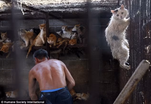 Chuyên gia Peter Li của tổ chức HIS rất buồn với những gì ông chứng kiến tại một lò mổ chó, mèo ở thành phố Ngọc Lâm và ông đã quyết định giải cứu cho hai con chó và hai con mèo.