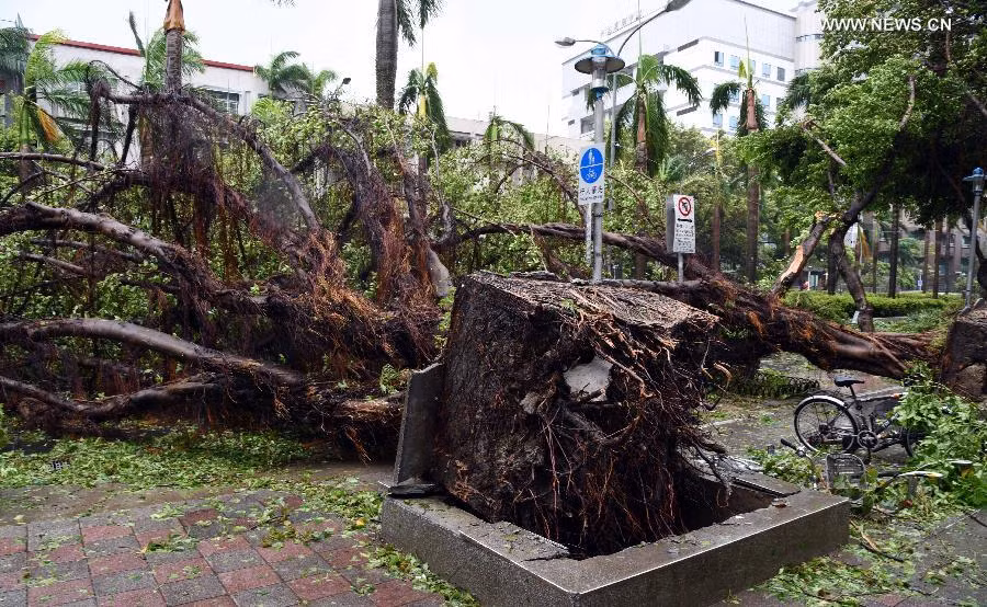 Nhiều cây bị bật gốc tại thành phố Đài Bắc.