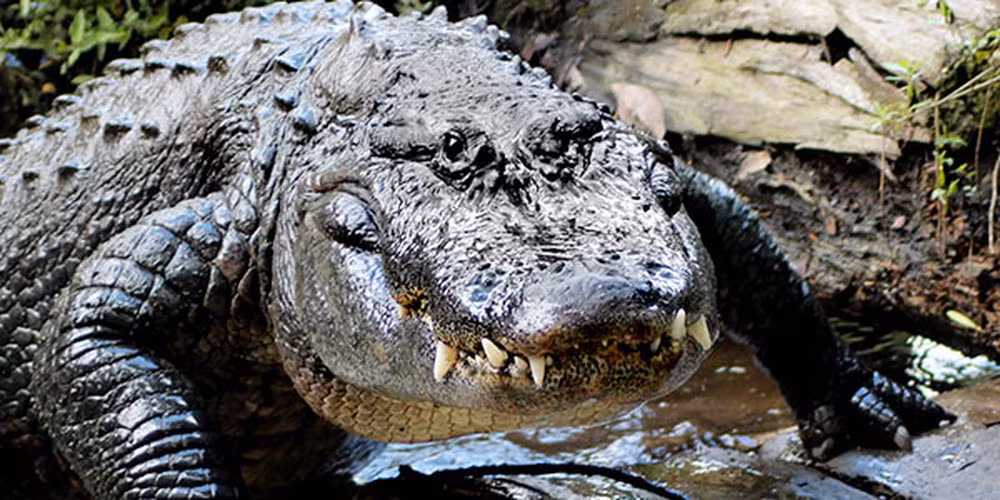 Cá sấu cũng có thể sống nhiều ngày không cần thức ăn. (Ảnh: National Wildlife Federation)